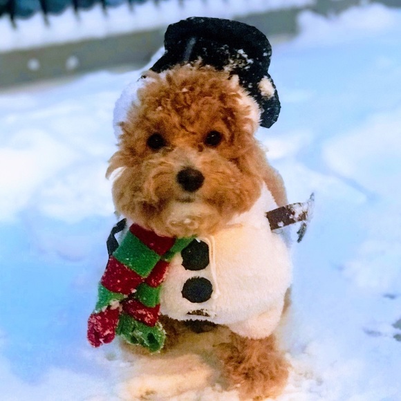 Meet your Posher, Gina - Picture 1 of 1